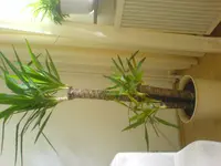 DSC00747.webp