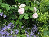 glockenblumen und Rosen.webp