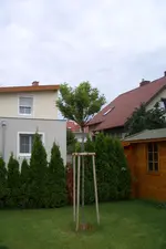 CIMG5833.webp