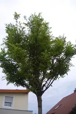 CIMG5834.webp