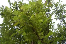CIMG5835.webp