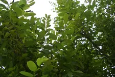 CIMG5836.webp