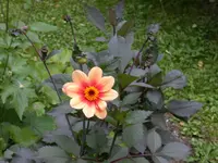 Dahlie 1.webp