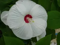 P1010680.webp