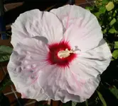 PICT0008 (Kopie).webp