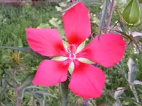 PICT0162.webp