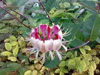 20082008352.webp