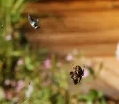Spinne mit Beute.webp