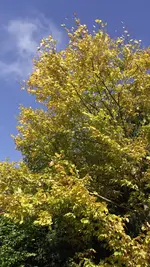 4.10.2010 022.webp
