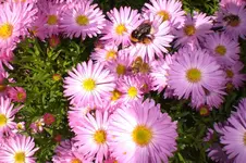 Garten Okt. 2010 004.webp