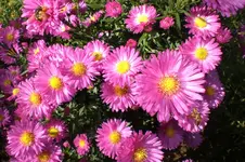 Garten Okt. 2010 005.webp