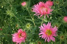 Garten Okt. 2010 006.webp