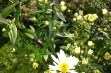 Garten Okt. 2010 007.webp
