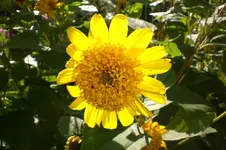 Garten Okt. 2010 008.webp