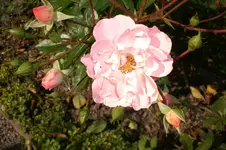 Garten Okt. 2010 009.webp
