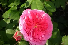 Garten Okt. 2010 013.webp