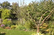 Garten Okt. 2010 021.webp
