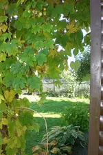 Garten Okt. 2010 022.webp