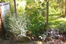 Garten Okt. 2010 023.webp