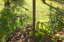 Garten Okt. 2010 024.webp