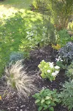 Garten Okt. 2010 026.webp