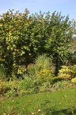 Garten Okt. 2010 030.webp
