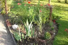 Garten Okt. 2010 031.webp