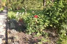 Garten Okt. 2010 033.webp