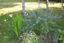 Garten Okt. 2010 035.webp