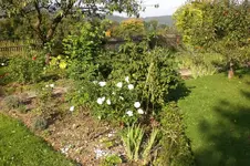 Garten Okt. 2010 036.webp