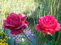 SDC12311.webp