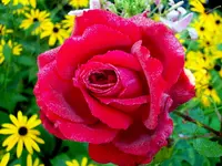 SDC12314.webp
