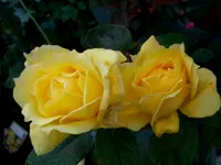 SDC12315.webp