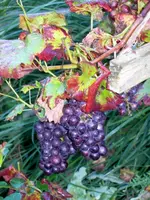 SDC12316.webp