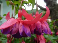 Angela's Lilac.webp