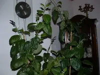 DSCF0003 (4).webp