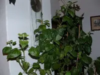 DSCF0004 (2).webp