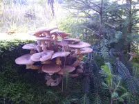 N 071.webp