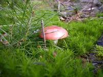 N 072.webp