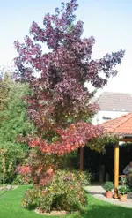 Amber2.webp Amber2.webp