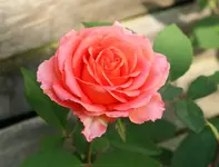 Fantasia Mandiola.webp