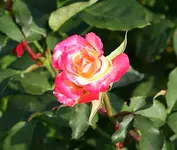letzte Blüte Nostalgie.webp