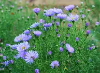 blaue Herbstaster.webp