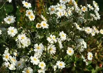 Herbstanemone.webp