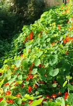 Kresse hinter dem Zaun in den Graben.webp