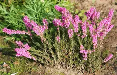 pinkfarbene Erika.webp