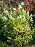 Rispenhortensie im Abblühen.webp