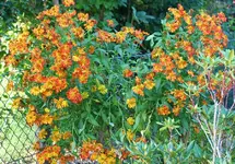 Sonnenbraut im Abblühen.webp