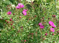 pinkfarbene Herbstaster.webp
