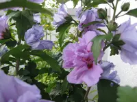 22.07.2010 017.webp